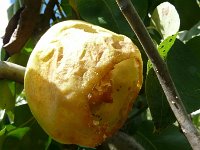 Il pasto delle befere